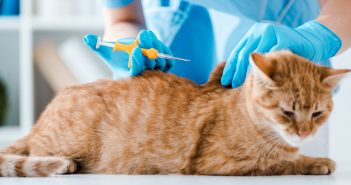 close up of a vet's hands placing a microchip in a tabby cat