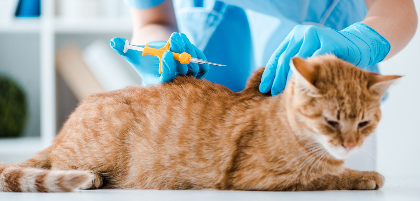 The Benefits Of Getting Your Cat Microchipped PetsBlogs