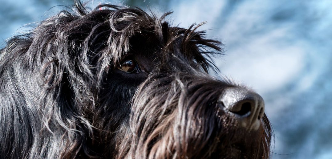 mixed breed black dog face