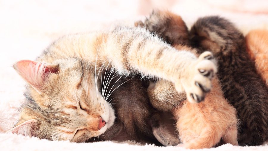 Tabby mother cat resting while nursing several newborn kittens, with her paw extended protectively over them on a soft, light-colored surface.