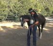 eric bravo gentle, natural horsemanship