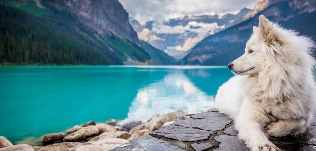 dog laying on rocks in front of blue lake and beautiful mountains