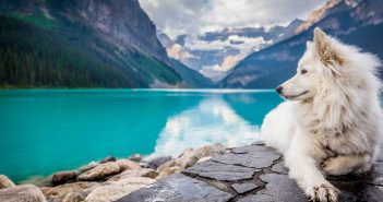 dog laying on rocks in front of blue lake and beautiful mountains