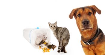 cat in the trash and a dog worried about it