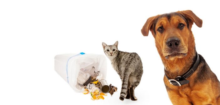 cat in the trash and a dog worried about it