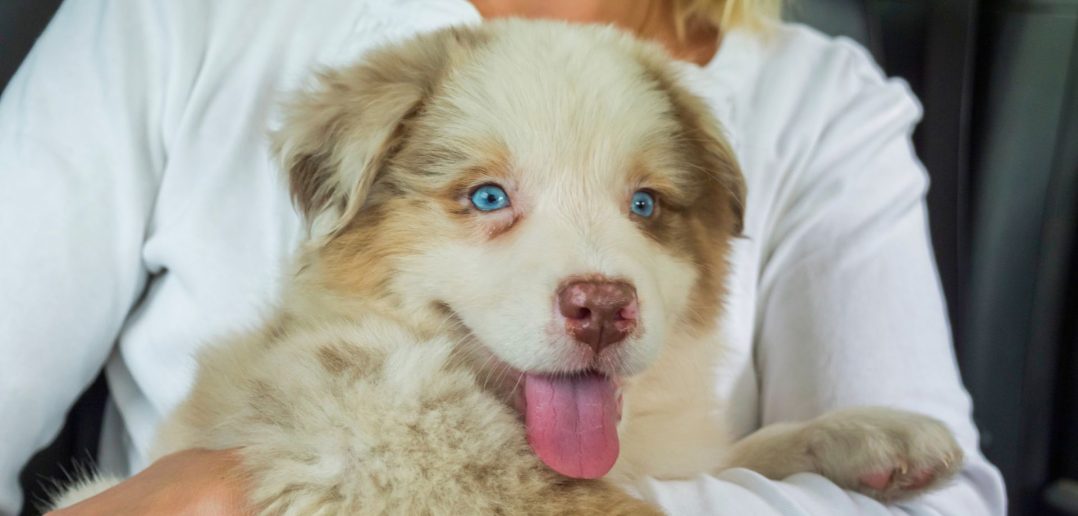 large blue-eyed puppy sitting on a woman's lap