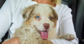 large blue-eyed puppy sitting on a woman's lap