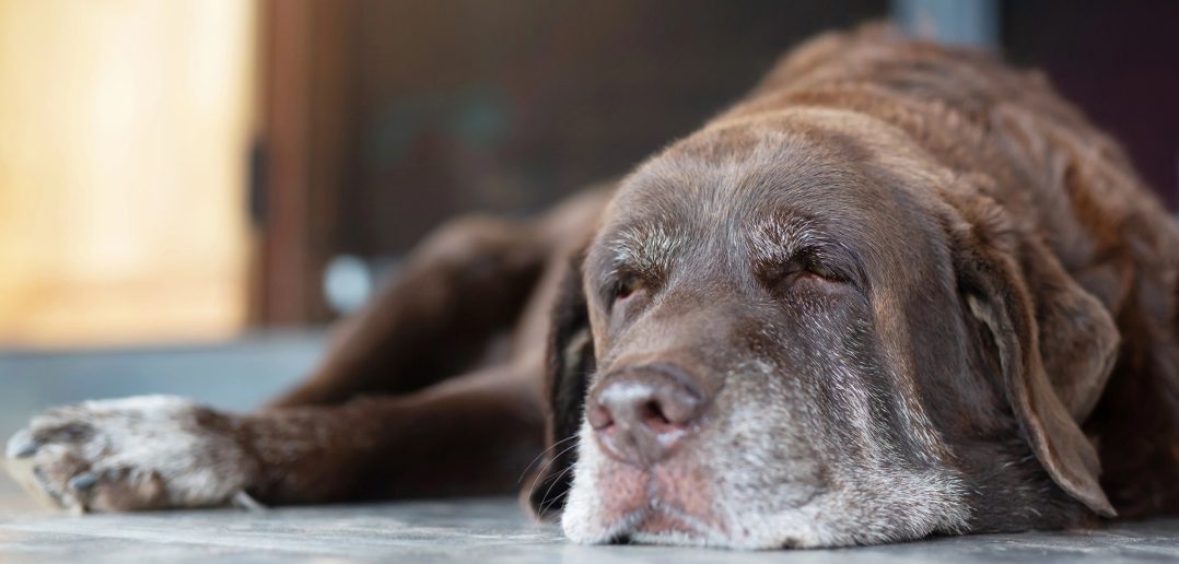 old dog napping on the porch