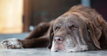 old dog napping on the porch