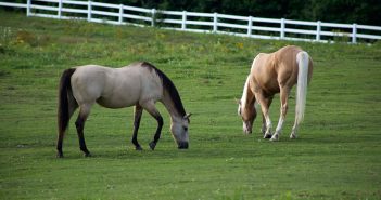 two older horses grazing in a pasture