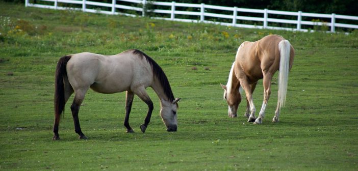 two older horses grazing in a pasture