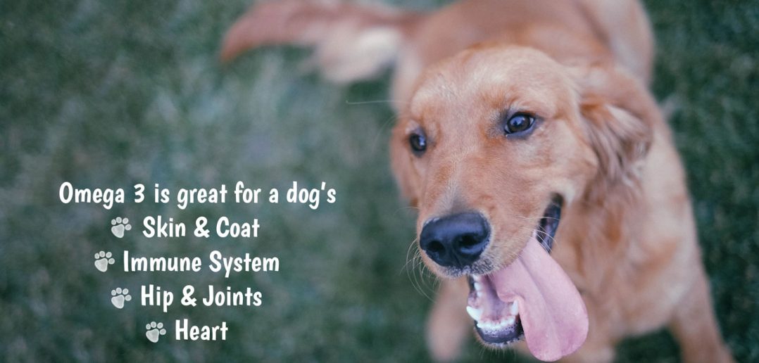 dog looking up at the viewer with a list of omega 3 benefits