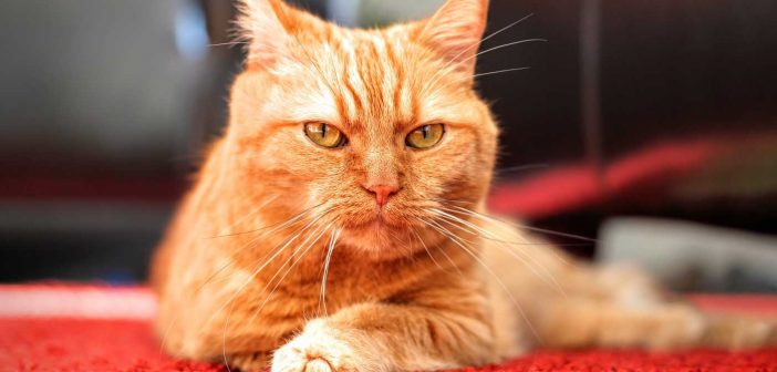 orange cat on red carpet