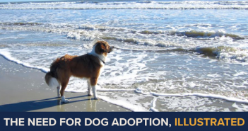 single dog on the beach