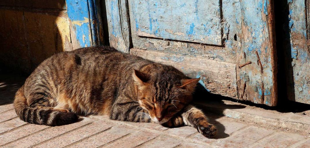 tabby cat napping on the porch