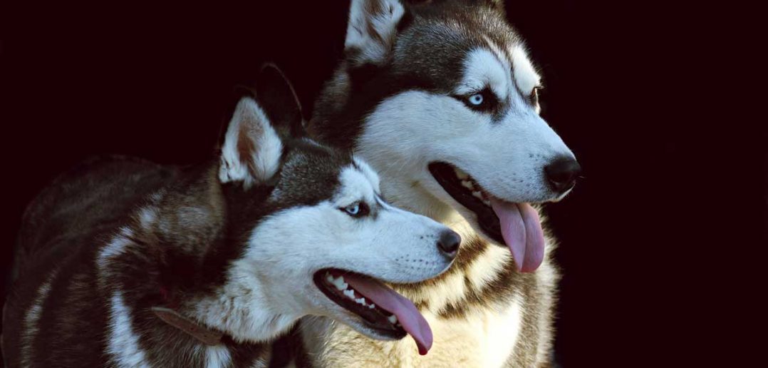 pair of huskies