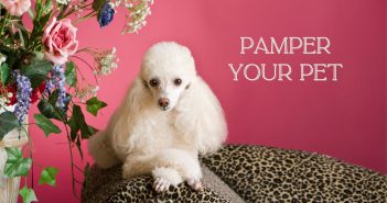 beautifully groomed poodle laying on her cheetah print couch