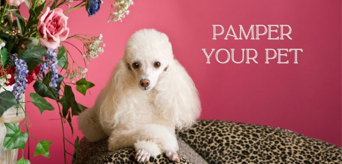 beautifully groomed poodle laying on her cheetah print couch