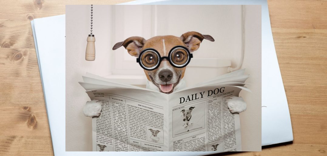 Dog wearing glasses reading a newspaper titled “Daily Dog”