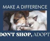 The Complete Guide to Local Animal Shelters – What You Should Know