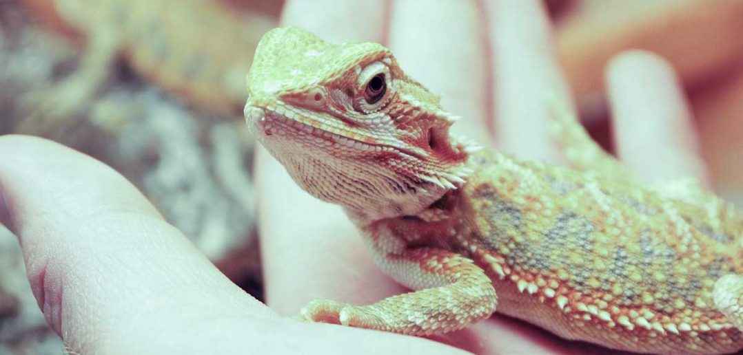 Why Bearded Dragons Make Great Pets PetsBlogs