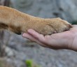 paw and hand