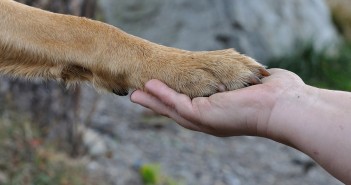 paw and hand