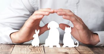 Hands shelter cutout silhouettes of a rabbit, dog, and cat on a wooden table, symbolizing pet protection and care.