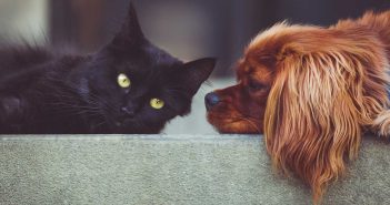 pet cat and dog