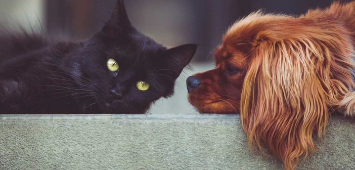 pet cat and dog
