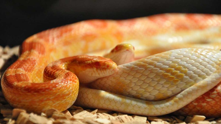 pet corn snakes