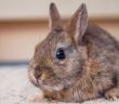 cute little brown bunny rabbit