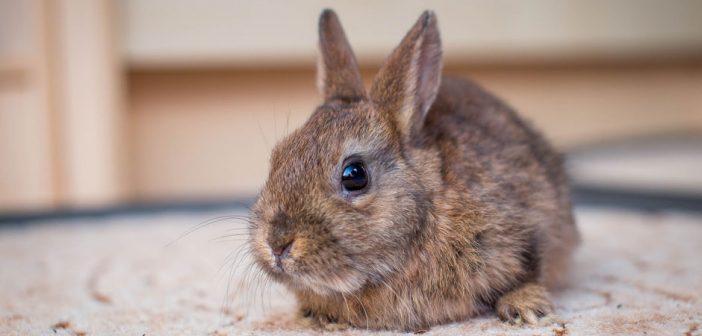 cute little brown bunny rabbit