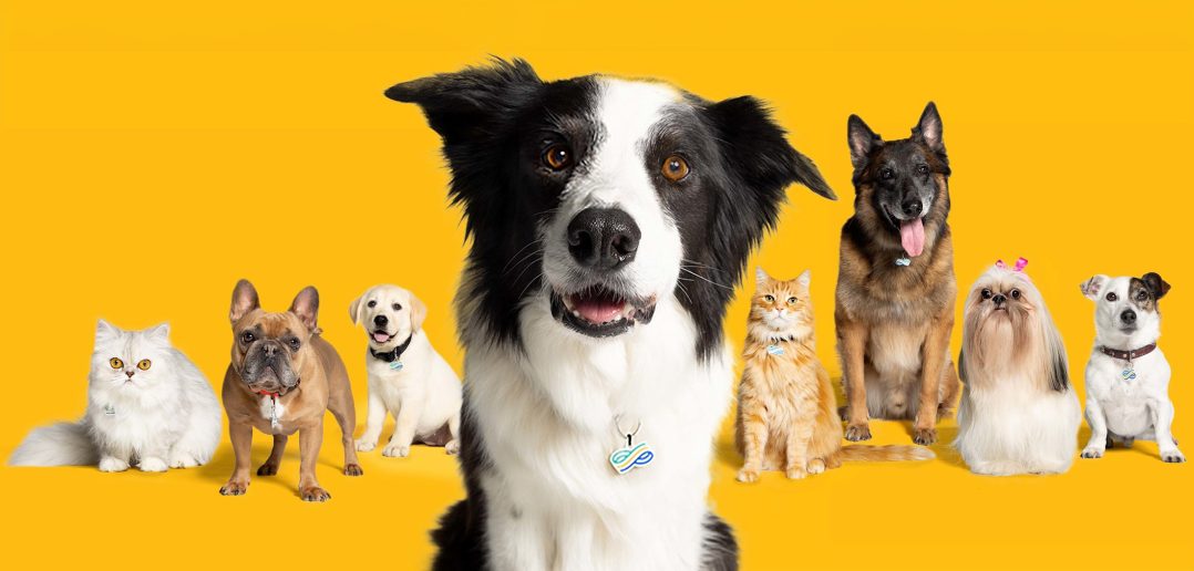 group of dogs and cats sitting in front of a plain yellow background