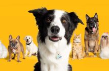 group of dogs and cats sitting in front of a plain yellow background