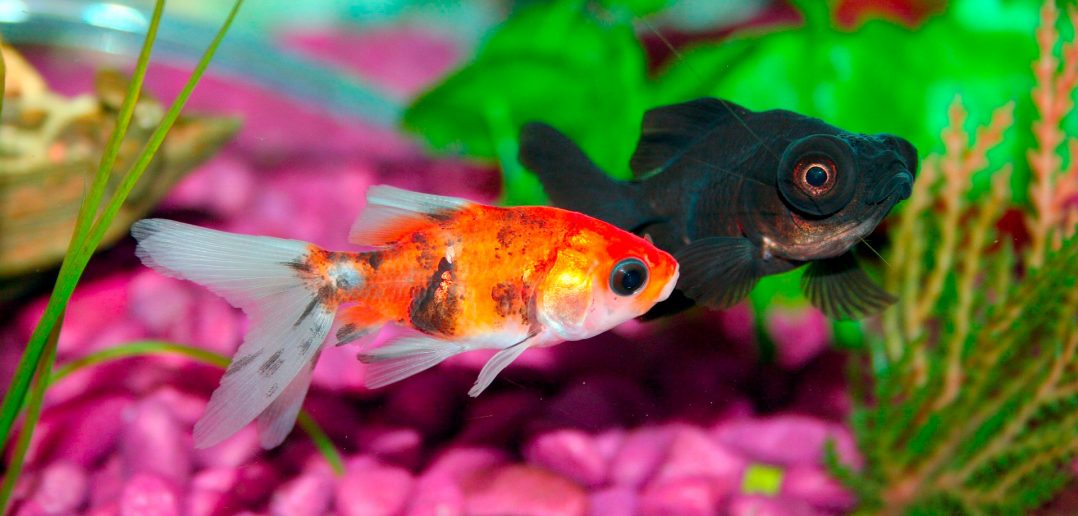 two goldfish in a home fish tank