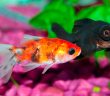 two goldfish in a home fish tank