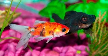 two goldfish in a home fish tank