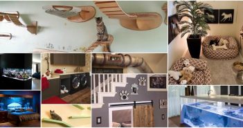 collage of pet home customization examples