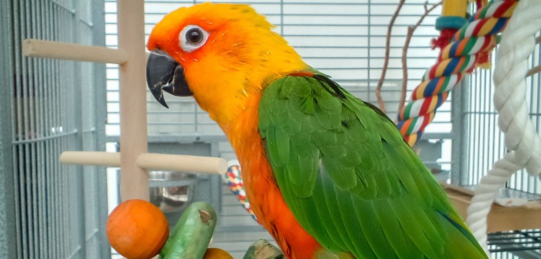 pet parrot in a bird cage next to a parrot toy