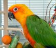 pet parrot in a bird cage next to a parrot toy