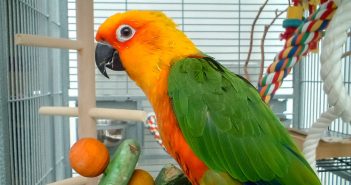 pet parrot in a bird cage next to a parrot toy