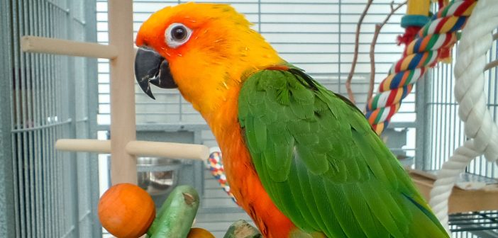 pet parrot in a bird cage next to a parrot toy