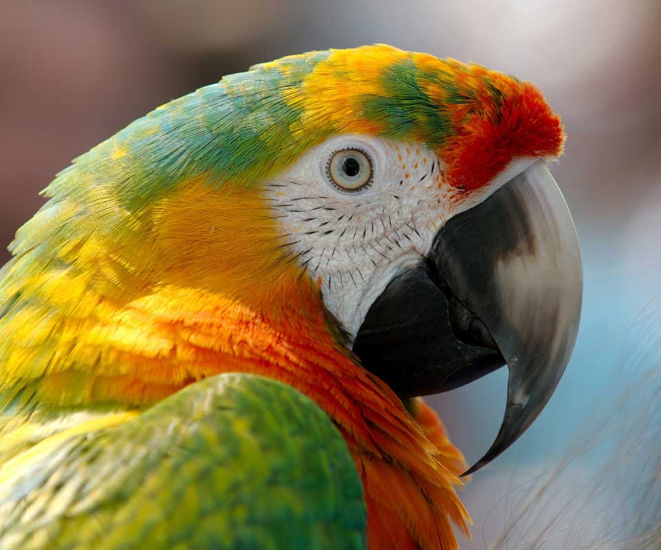 closeup of a pet parrot face