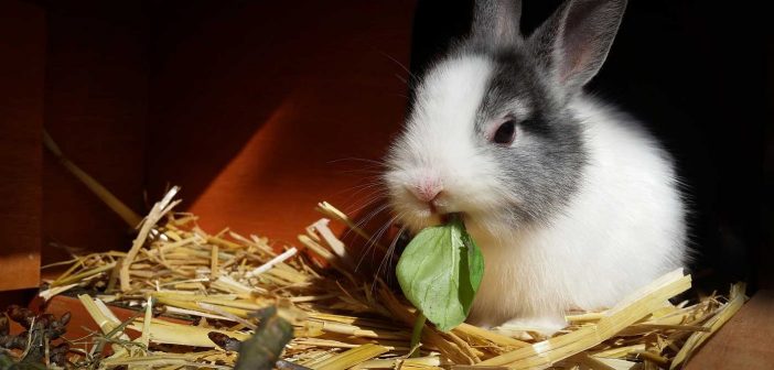 pet rabbit munching spinach in a hutch
