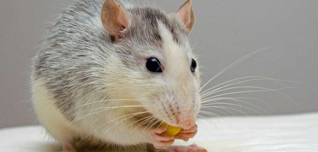 pet rat nibbling on a snack