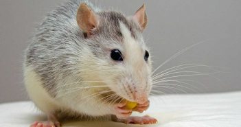 pet rat nibbling on a snack