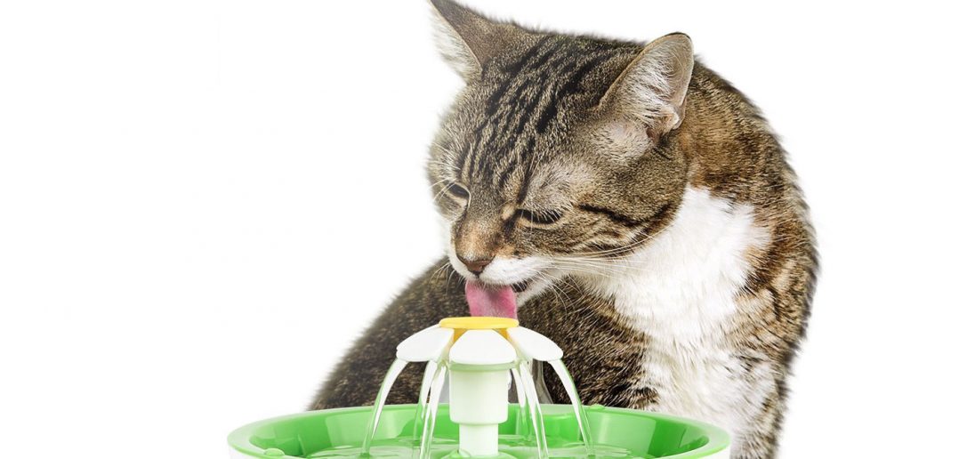cat drinking form a water fountain