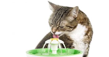 cat drinking form a water fountain