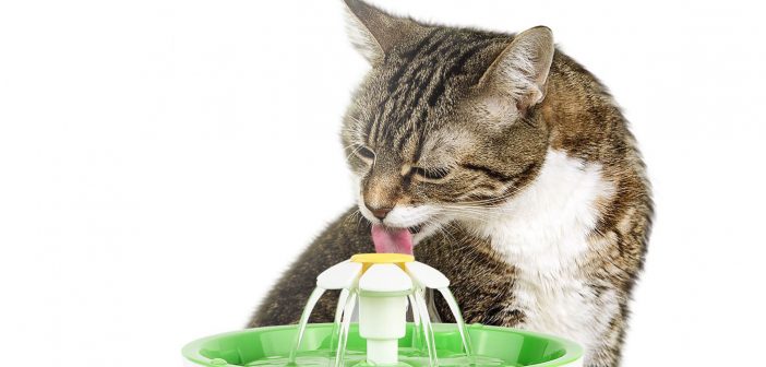 cat drinking form a water fountain